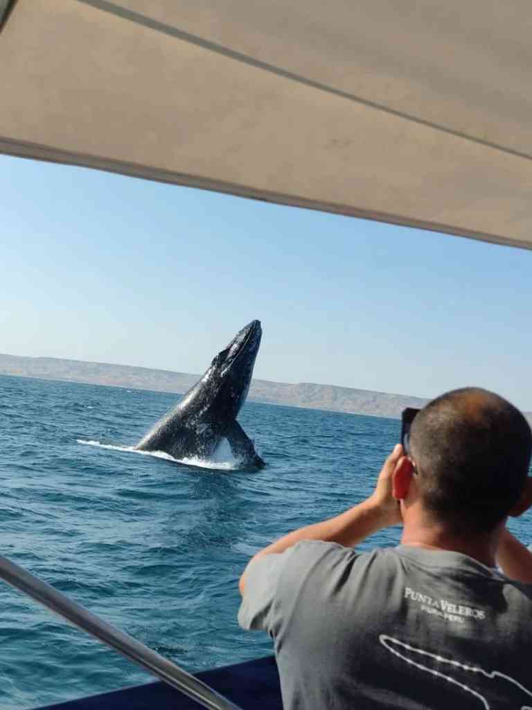 Tour Avistamiento De Ballenas Y Nado Con Tortugas M Ncora