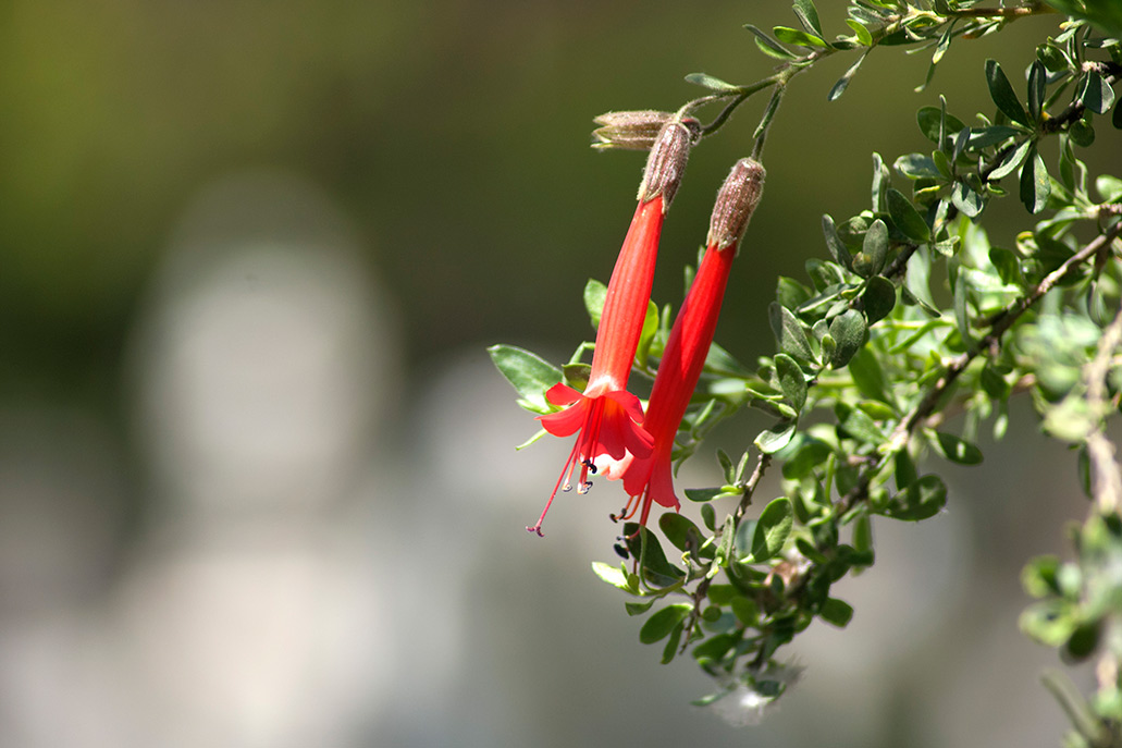 Las 8 Flores Más Emblemáticas Del Perú 2135