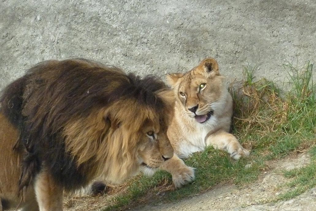 The 7 Best Zoos in Peru